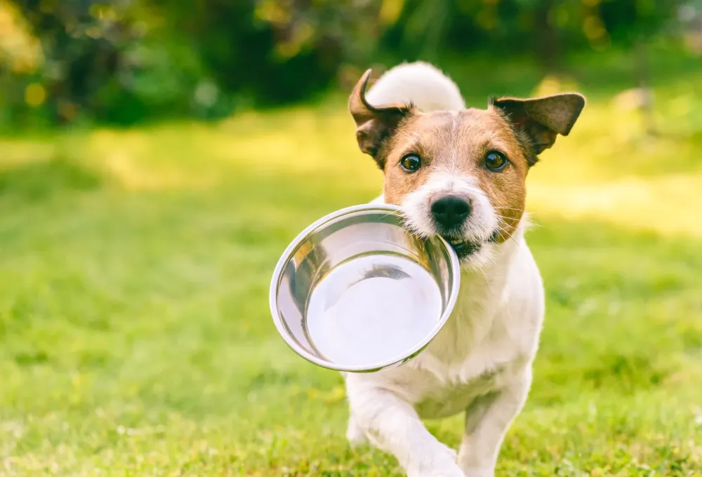 Chien accepté à Locminé